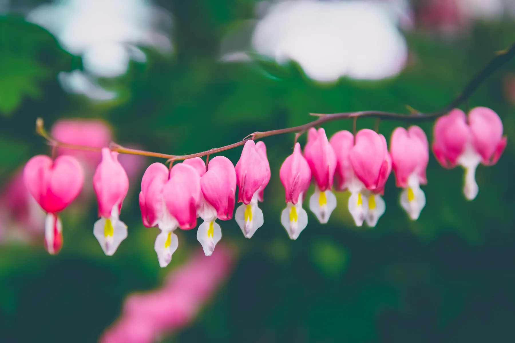 Bleeding Hearts, a row of small aches, by Bryan Korth