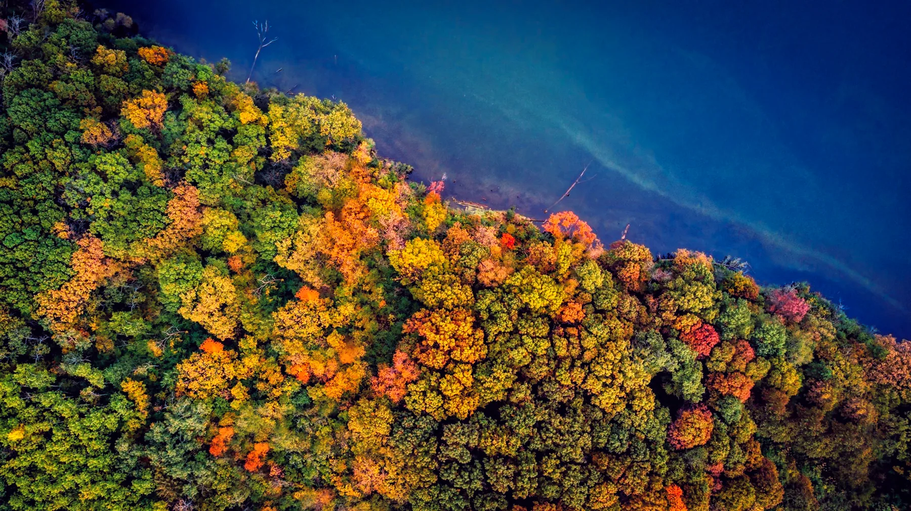 The Lowcountry canopy turning, seen from the air