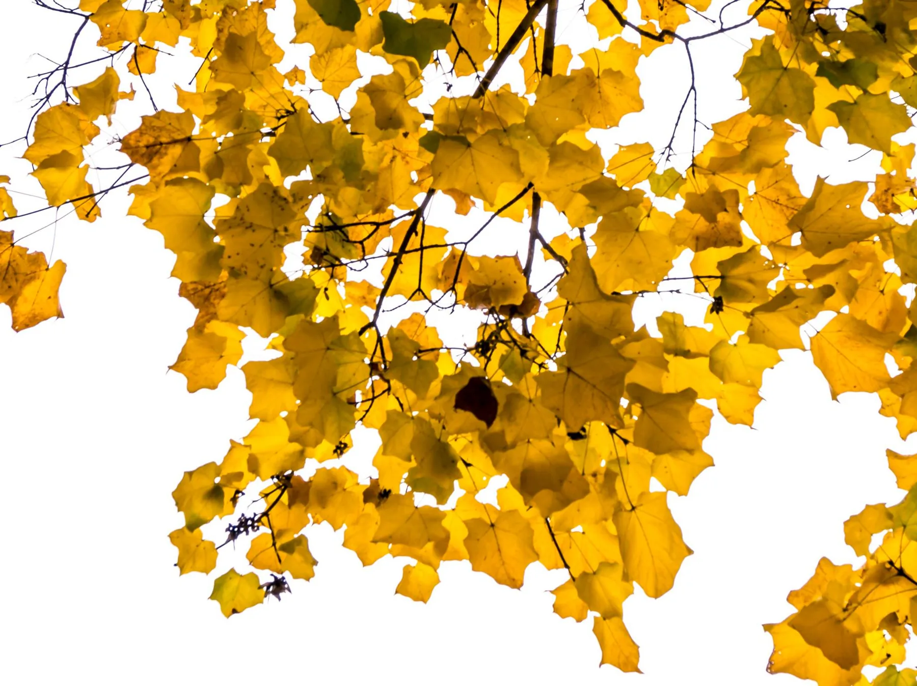 Autumn gold against a white sky