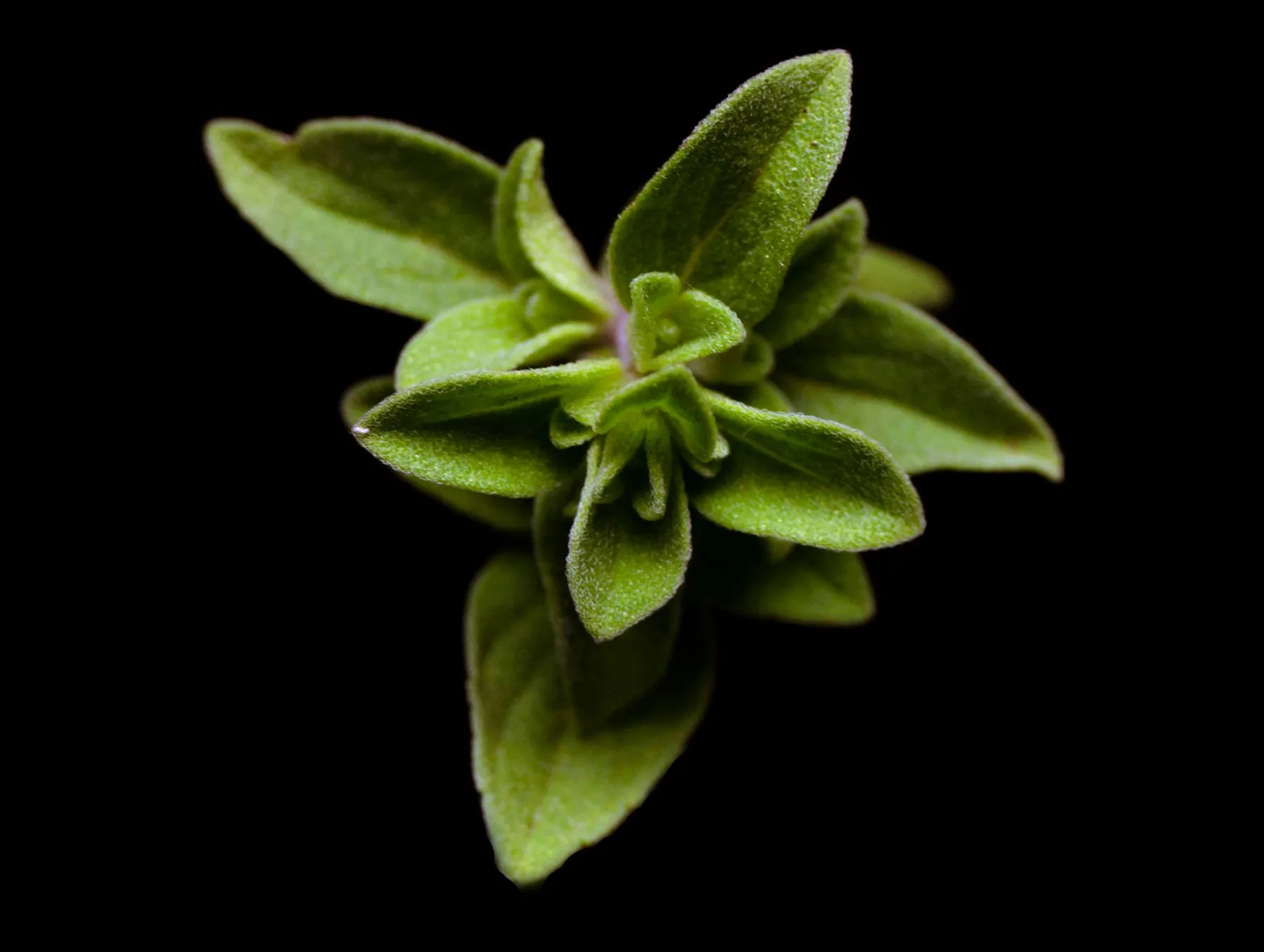 Specimen, green on black, by Bryan Korth