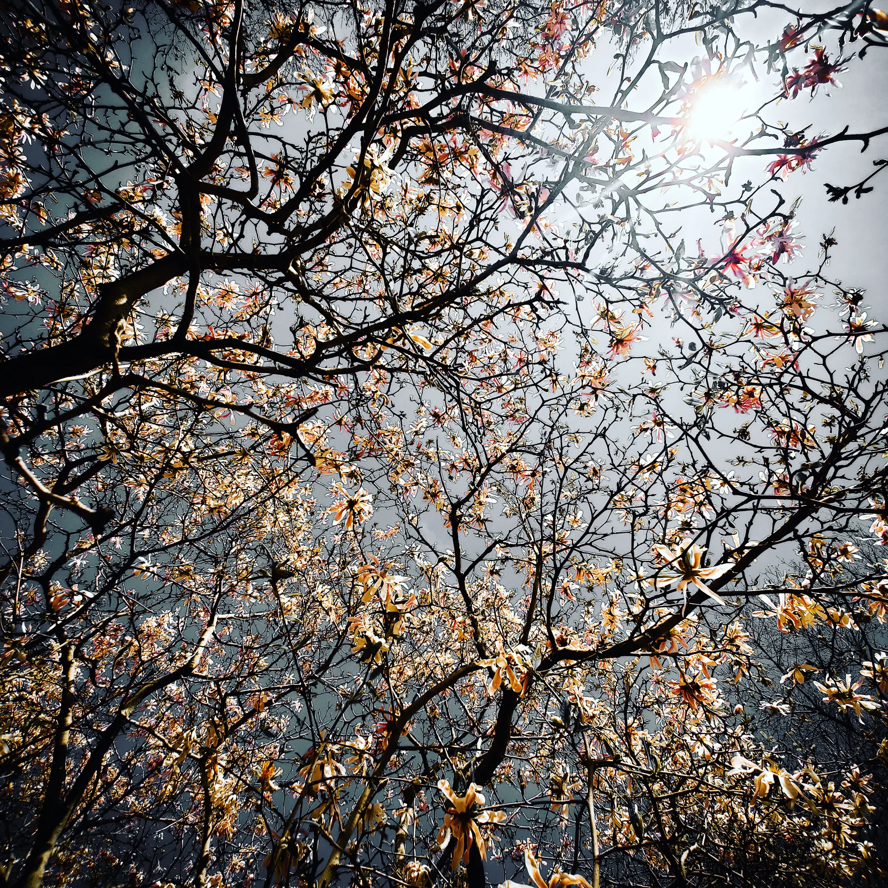 Bare branches read straight up into the sun
