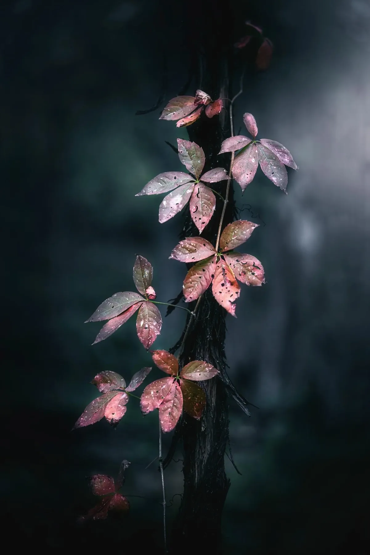 A rain-wet vine against dark teal